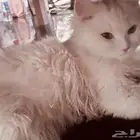 قطط للبيع