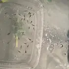 اسماك مولي رخيصه