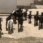 تيوس العدد 11 جذعان الواديين