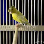ذكر كناري دبل كرست تغريد نار تم البيع