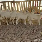 بهم ارخال(تم البيع )