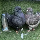 زوج حمام مودينا top