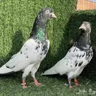 زوج رام زيرا بولده