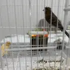 زوج كناري سوري