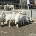 رخال رفد جنب طيبه