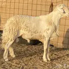 طلي مشروط صنف الصنف
