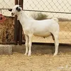 تيس بيشي