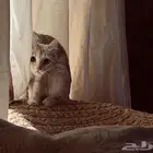 قطه للتبني