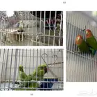 للبيع جوز روز و جوز درة و طيور ح ب