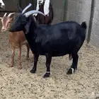 عنز وبنتها