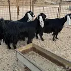 معزاء دفيع عوراض طيبه
