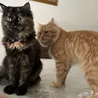قطط للتبني