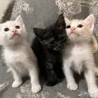 كتن شيرازي قطط للبيع مو للتبني هجين برتش