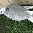 طبه ياكريم قرزل دبل كرست