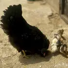 دجاجة براهمه مع فروخها