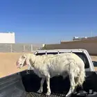 خروف للبيع فحل