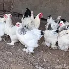 للبيع براهما كولمبي كونك اصل