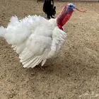 دجاج رومي