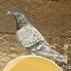 زاجل 10 اجواز طبات