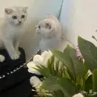 سكوتش فولد مستوى عالي
