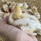 صوص سمان تكساس اللاحم