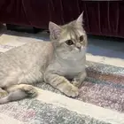 عندي قطه سكوتش ستريت انثى عمرها 10 شهور غير معقمه ومطعمه