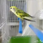 ببغاء ذكر روز