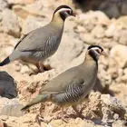 ذكور حجل عربي للبيع