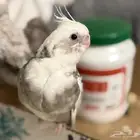 للبيع فرخ كروان نهاية غر اليف جدا