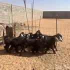 اربع تيوس وثلاث صخلات