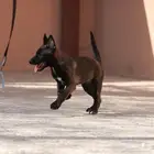 جراوي مالينو مستويات مميزه