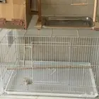 مستلزمات عصافير جديده