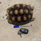 سلحفاة سلكاتا للبيع حجم وسط