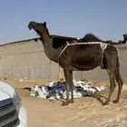 للبيع المجهم عشرا طيبه جدا سليمه من العذاريب