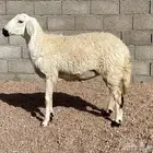 حريه دافع(تم البيع)