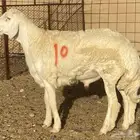 مشاريع فحول مشروطه