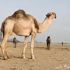 فحل باتلي