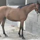 فرس واهو منتجة ودمها قوي