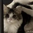 قطط للبيع Persian cat