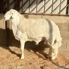 مشاريع فحول حريه طيبه والبيع سمح