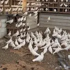 حمام فرنسي