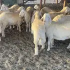 طليان حرية جبرة .
