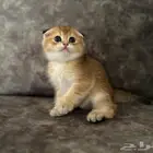 كيتن سكوتش فولد ذكر