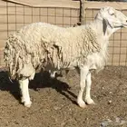 طلي فحل مشروط