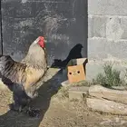 دجاج براهما