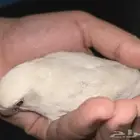 روز البينو