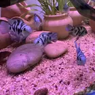 convict cichlid - كونفيكت سكليد