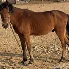 للبيع حصان شعبي