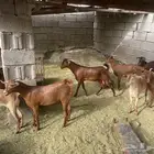 جفار دهم