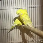 جوز بادجي انجليزي لاتينو مستوى جميل